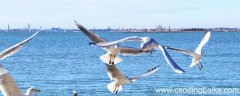 海鸥告诉我们什么道理 寓言故事海鸥告诉我们什么道理