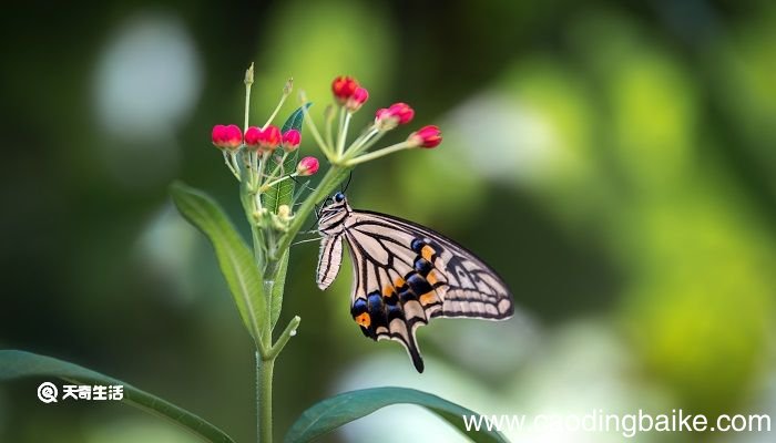 四时田园杂兴其二十五采用什么结合的手法 四时田园杂兴其二十五采用了什么手法