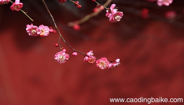 梅花魂的魂指什么意思 梅花魂这个题目的含义