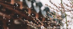 梅花魂的魂指什么意思 梅花魂这个题目的含义