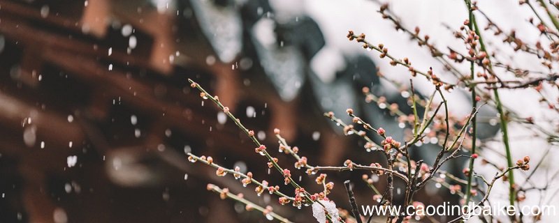 梅花魂的魂指什么意思 梅花魂这个题目的含义