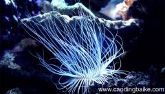 海底两万里两次险情概括 海底两万里五次险情概括