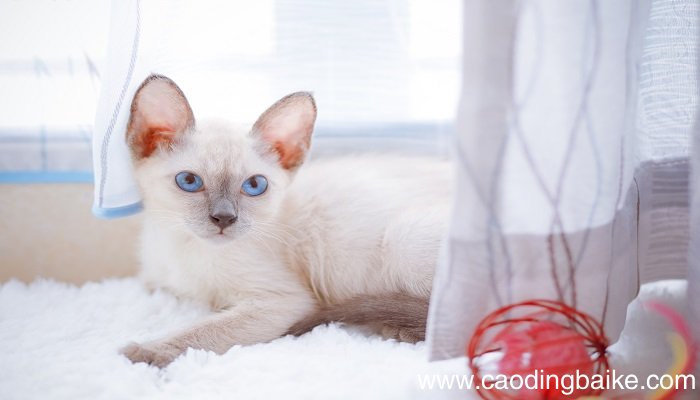 欲捕食之,失足坠水中的意思 欲捕食之 《猫捕鱼》