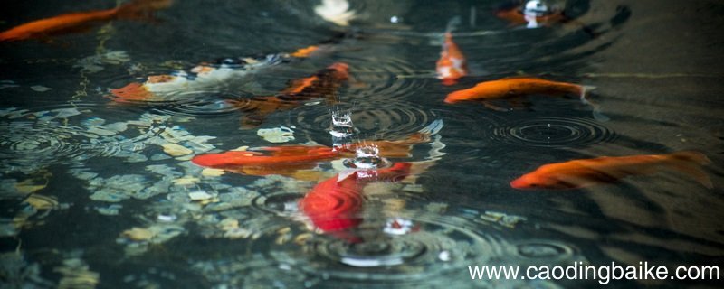 欲捕食之,失足坠水中的意思 欲捕食之 《猫捕鱼》