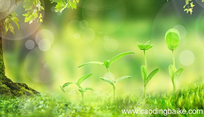 疾风知劲草全诗赏析 疾风知劲草的全诗内容