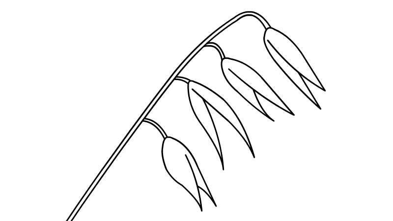 燕麦简笔画怎么画燕麦简笔画的画法