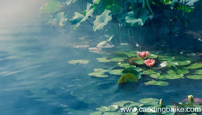 亭亭玉立晚风前,一片清芬透碧天什么意思? 亭亭玉立晚风前,一片清芬透碧天是什么意思?