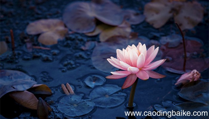 亭亭玉立晚风前,一片清芬透碧天什么意思? 亭亭玉立晚风前,一片清芬透碧天是什么意思?