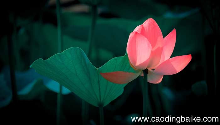 根据四季仿写春夏秋冬句子 仿写春夏秋冬写四句话