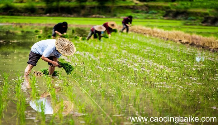 樊重种树文言文翻译 樊重种树文言文的翻译是什么