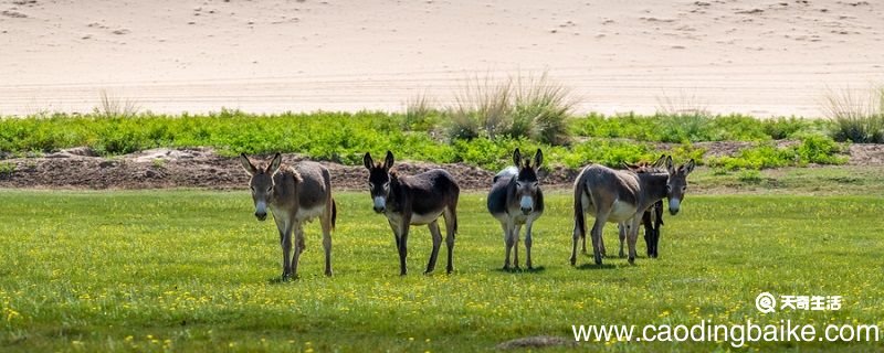 驴子的智慧告诉我们什么道理 驴子的故事告诉我们什么道理