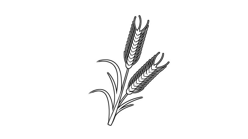 麦子简笔画教程麦子简笔画步骤