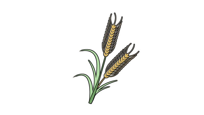 麦子简笔画教程麦子简笔画步骤