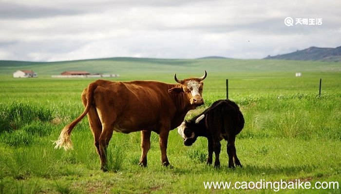 敕勒歌描绘了大草原什么的风光 敕勒歌描写了什么的景象