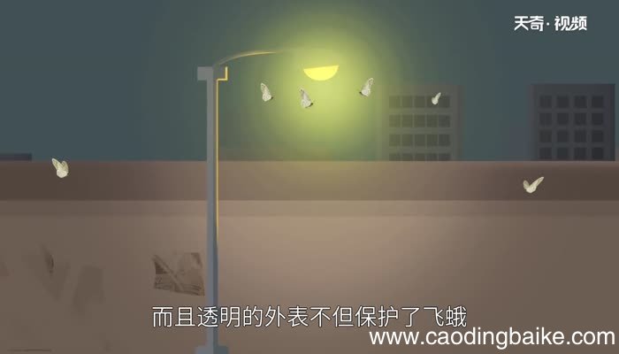飞蛾和灯泡什么道理 飞蛾扑灯的启示人生哲理