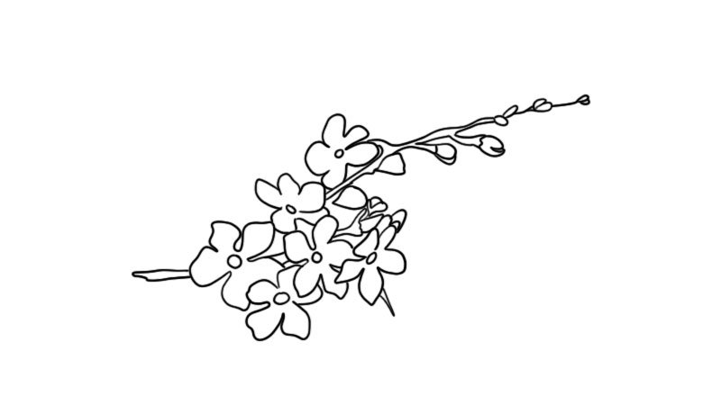 樱花简笔画的教程樱花简笔画的画法