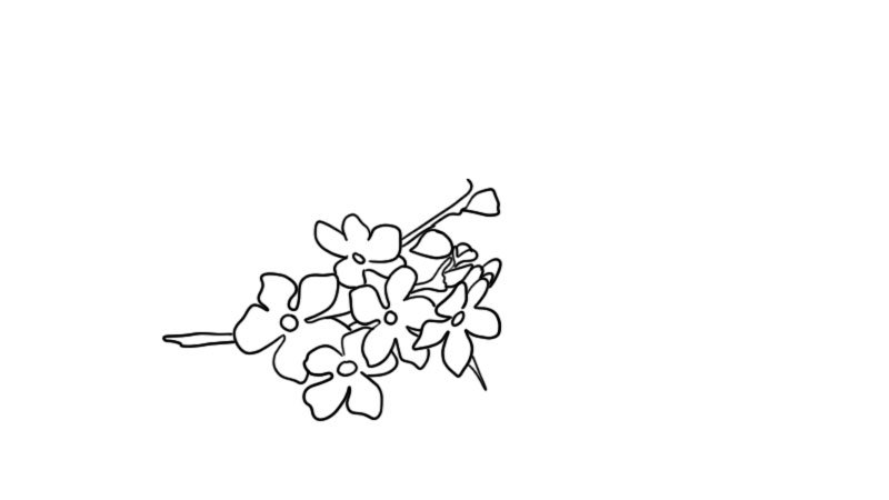 樱花简笔画的教程樱花简笔画的画法