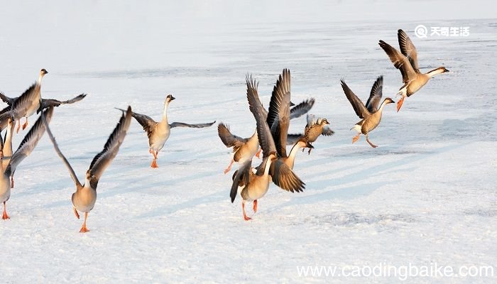 惊弓之鸟的寓意和道理 惊弓之鸟说明什么道理