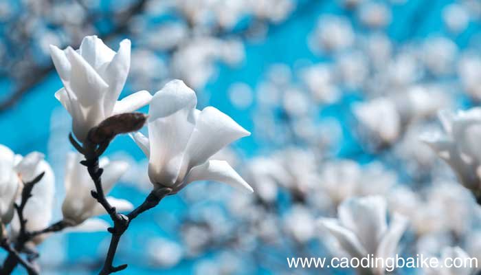 玉兰花开的诗句 玉兰花开的唯美诗句