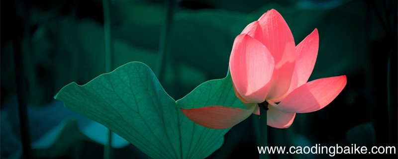 花非花雾非雾比喻什么 花非花雾非雾比喻什么意思