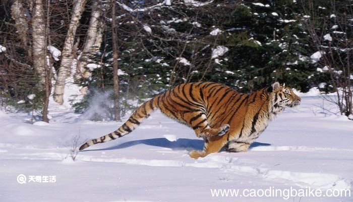 母老虎比喻什么样的人 母老虎比喻什么人