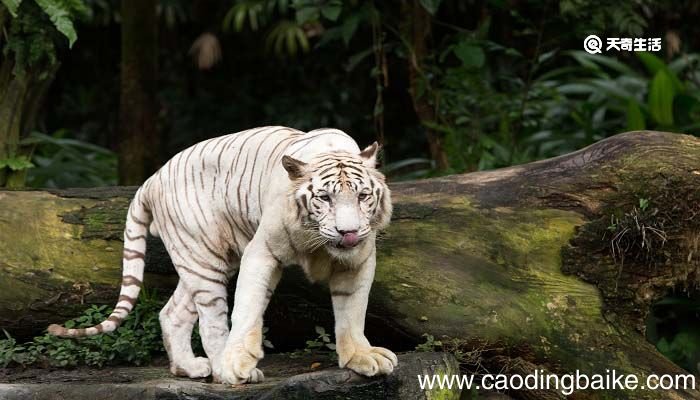 母老虎比喻什么样的人 母老虎比喻什么人