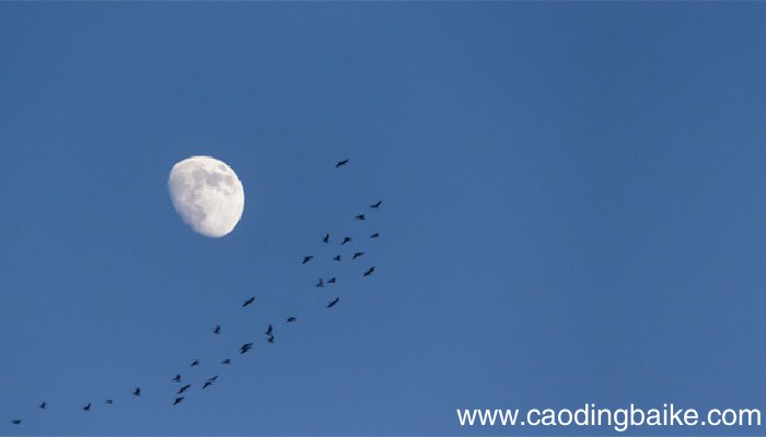 好沤鸟者文言文翻译 好沤鸟者文言文的翻译