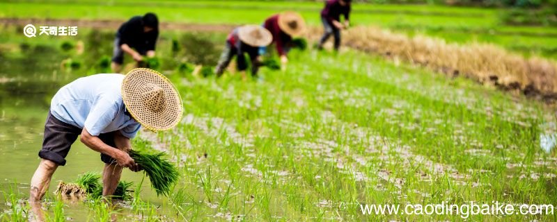 读了悯农知道什么道理 悯农告诉我们一个什么道理