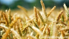 拾穗者作品赏析拾穗者作品的赏析