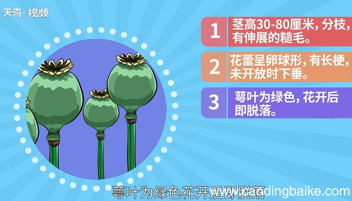罂粟怎么读 罂粟的读法