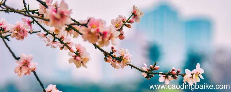 三月的桃花水是春天的什么仿写 三月的桃花水是春天的什么仿写句子