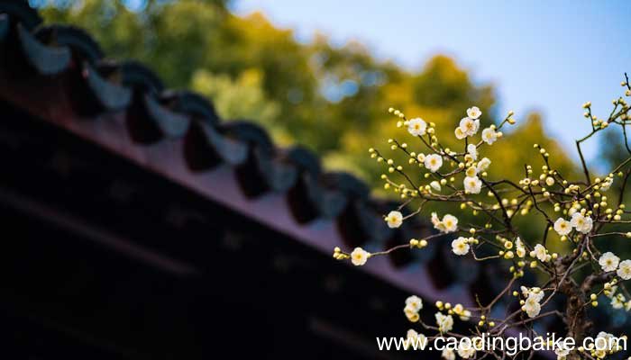 什么的梅花填空词语 什么的梅花填空词语两个字