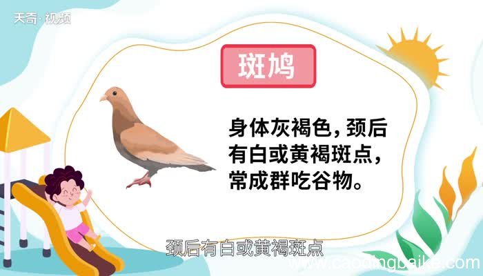 鸠怎么读 鸠的读法