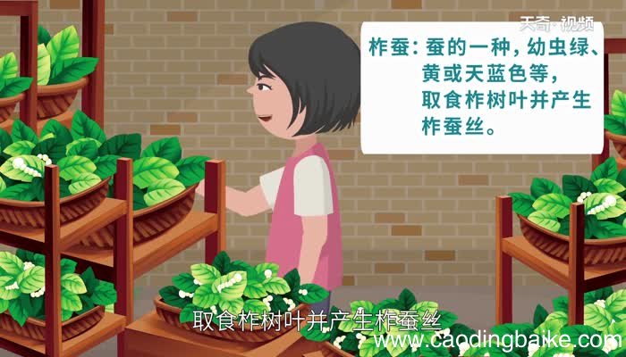 柞怎么读 柞的读法