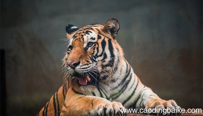 故逐与之行的故的意思 故逐与之行的故是啥意思