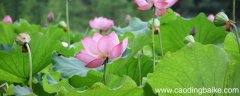 爱莲说是什么文体 《爱莲说》原文