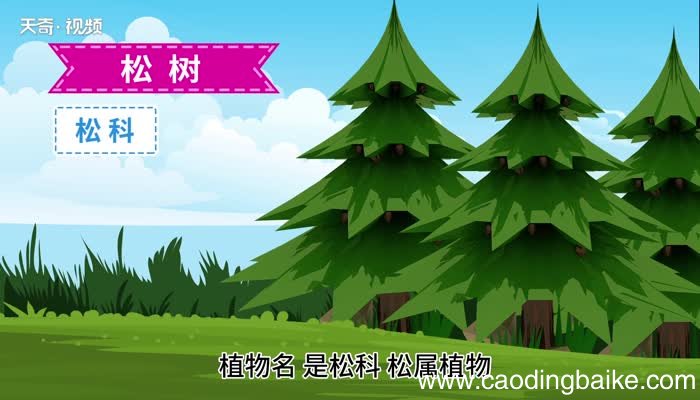 松树的意思 松树的意思是什么