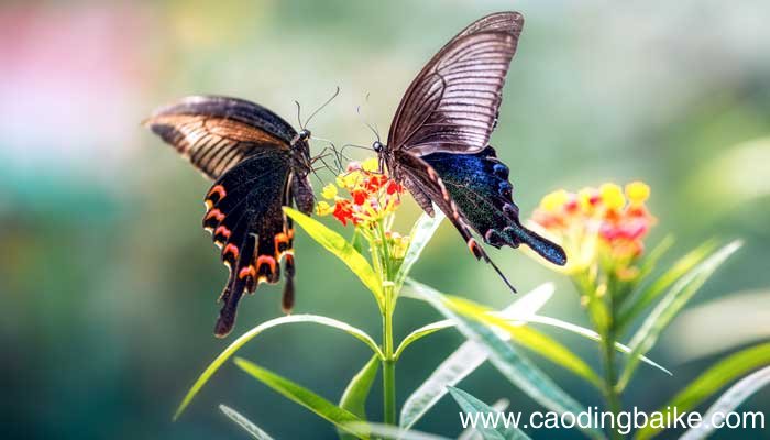 你若盛开蝴蝶自来下一句是什么 你若盛开蝴蝶自来下一句是什么蝴蝶自来