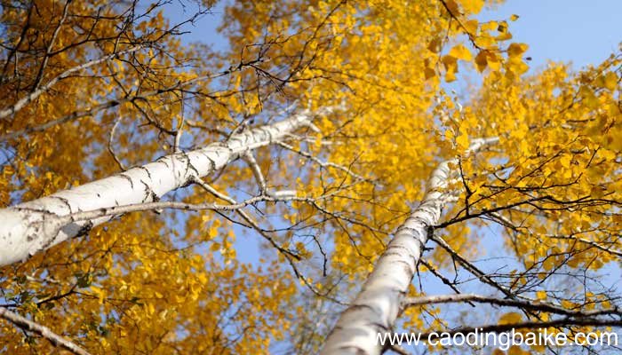 落叶不知秋已尽下一句是什么 落叶不知秋已去下一句