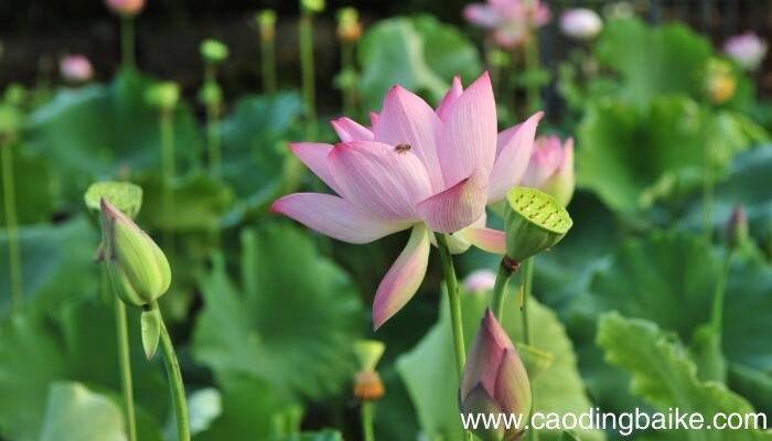 荷花中冒字写出了什么 荷花中冒字写出了啥