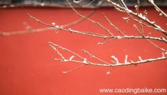 早梅这首诗把早梅比作什么早梅诗中将早梅比作什么