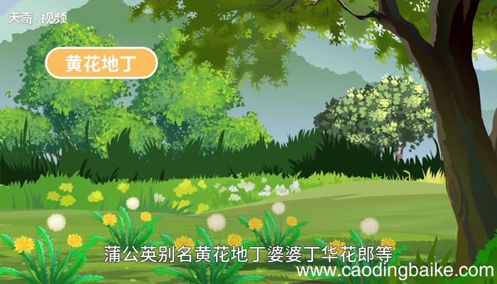 蒲公英的意思 蒲公英的意思是什么