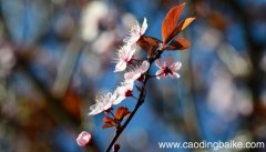 课文梅花魂中的梅花魂是指什么