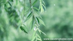 梧桐树在摇晃着改为拟人句 梧桐树在摇晃着改为拟人句是什么