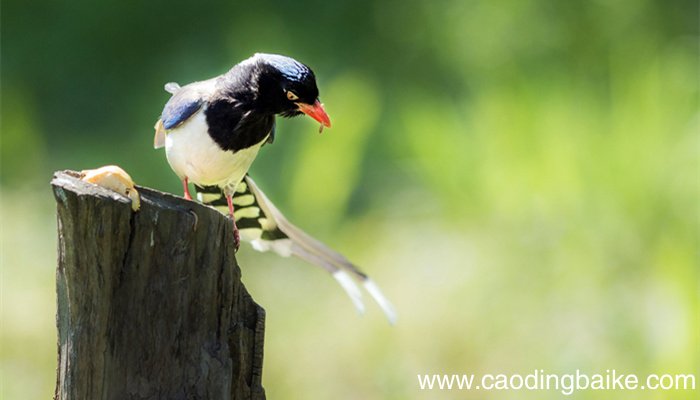 红嘴蓝鹊是几级保护动物 红嘴蓝鹊是属于几级保护动物