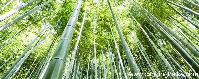 食者竹笋 庇者竹瓦翻译成现代汉语 食者竹笋 庇者竹瓦是谁写的