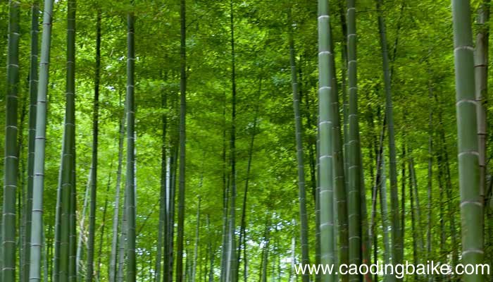 食者竹笋 庇者竹瓦翻译成现代汉语 食者竹笋 庇者竹瓦是谁写的