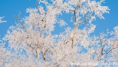 白桦课文主要内容 白桦课文主要内容是什么