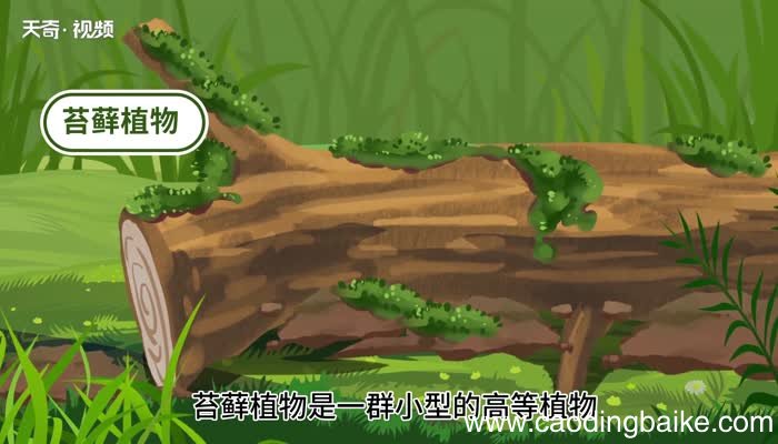 苔痕的意思 苔痕的意思是什么