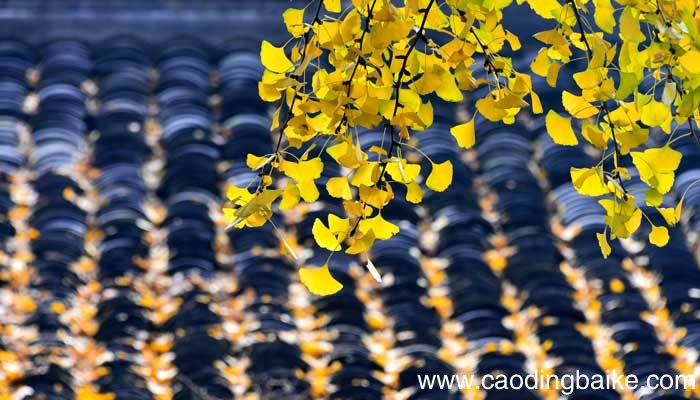 把树叶当成人写一句话怎么写 把树叶当成人来写一句话把树叶